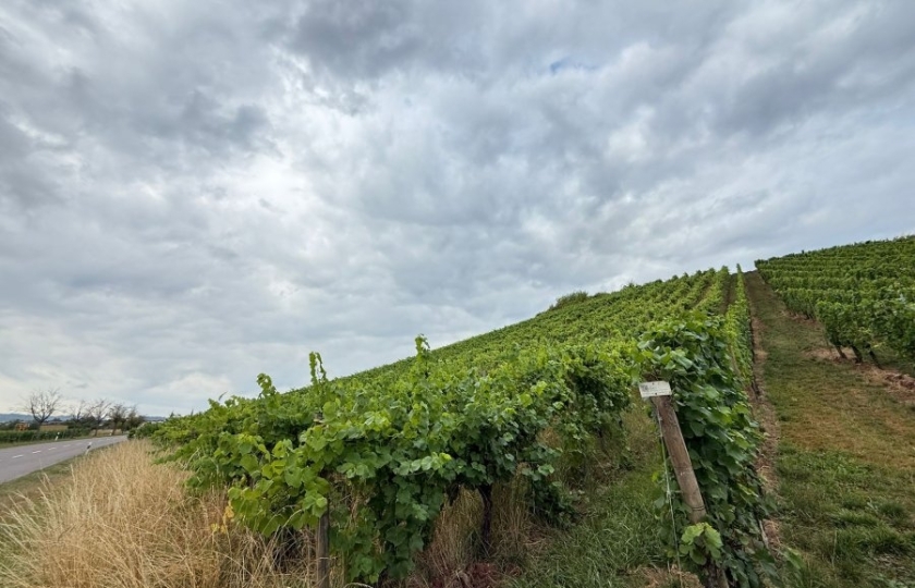 Image 49524/2